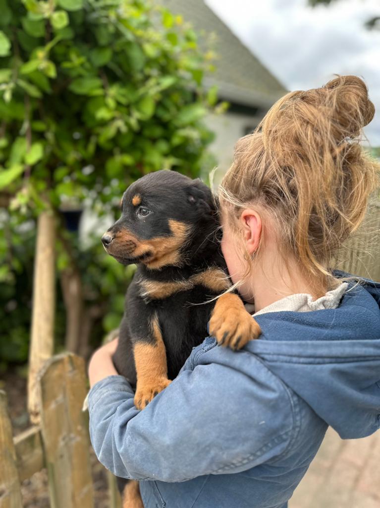 Lieve en speelse puppy’s Rottweiler/Herder, HCC (leverziekte), 8 tot 15 weken, Groot, Meerdere