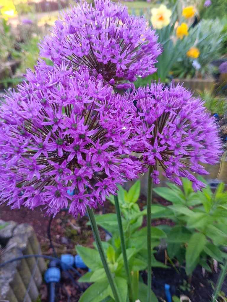 Populaire en verwilderde Allium bloembollen, Ophalen of Verzenden, Najaar, Volle zon, Bloembol