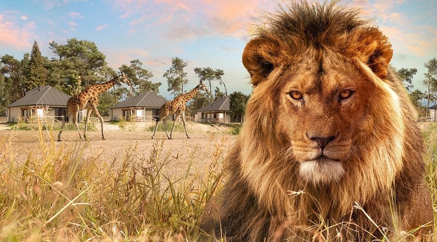 4 tickets Safaripark Beekse bergen, Drie personen of meer, Ticket of Toegangskaart