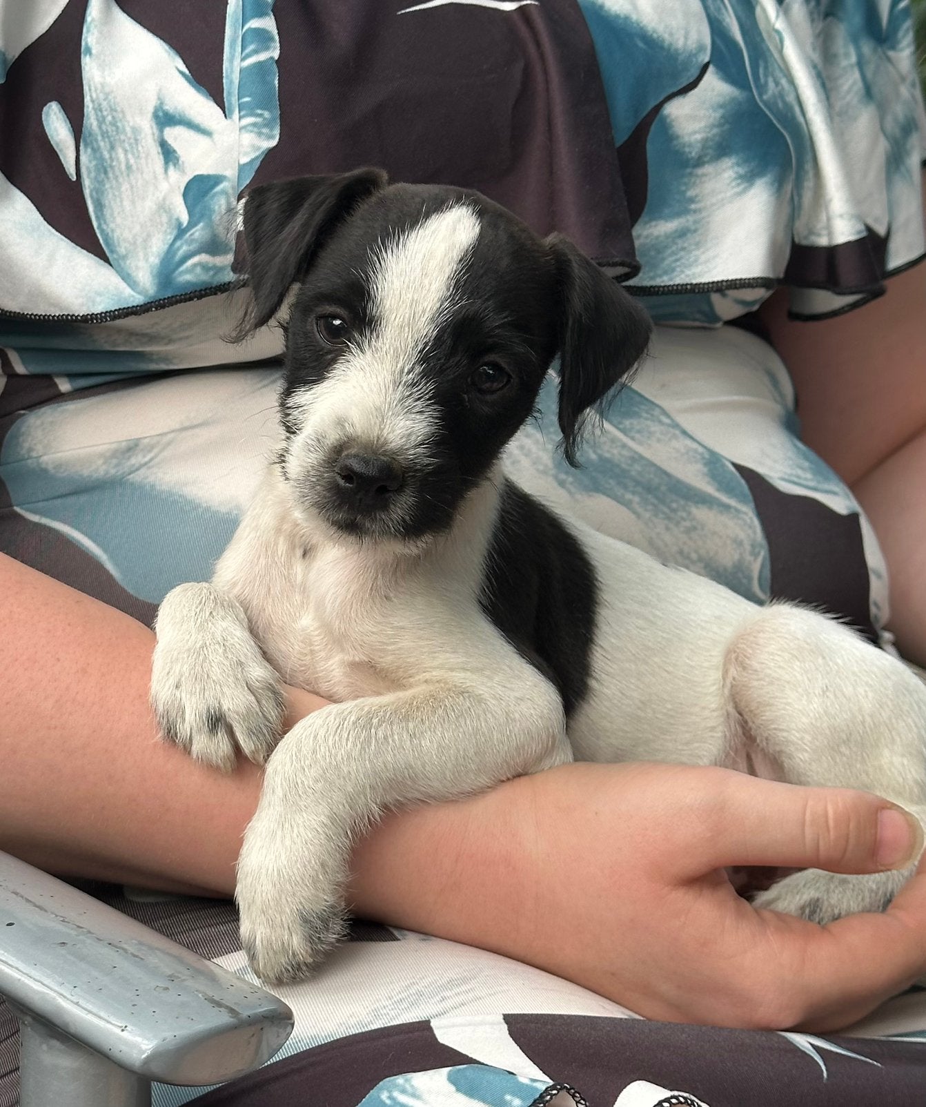 Lieve ruwharige Jackrussell pups, Dieren en Toebehoren, Honden | Jack Russells en Terriërs, Jack Russell Terriër, 8 tot 15 weken