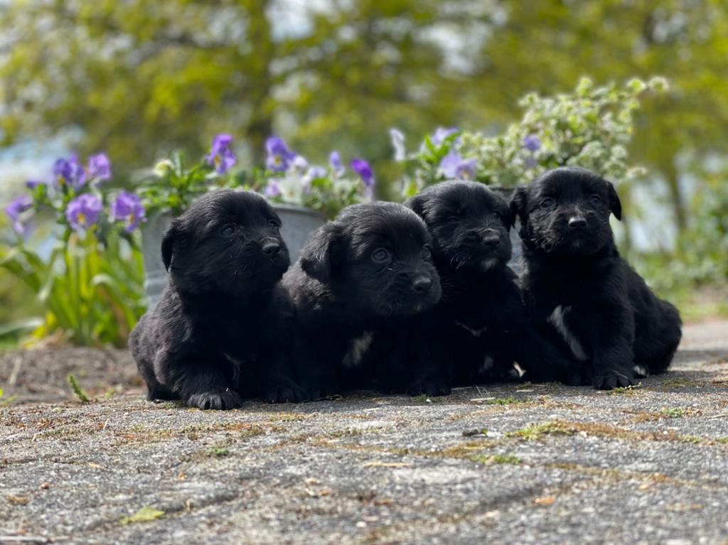 Friese Stabij pups x Golden Retriever pups uit stamboomlijn, Nederland, Parvo, Overige rassen, 8 tot 15 weken