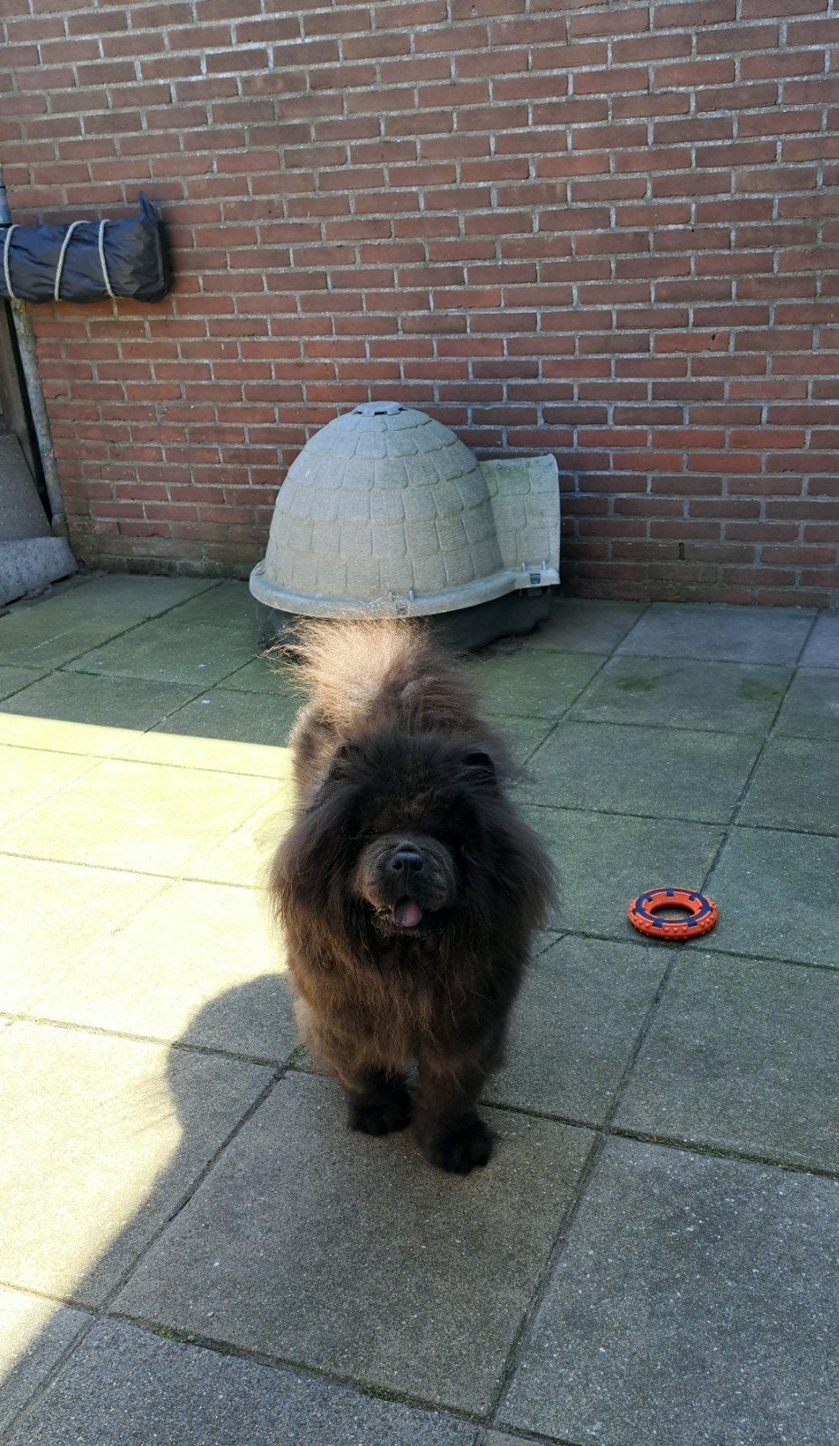Chow chow teef, Dieren en Toebehoren, Particulier, Overige rassen, 1 tot 2 jaar, Buitenland