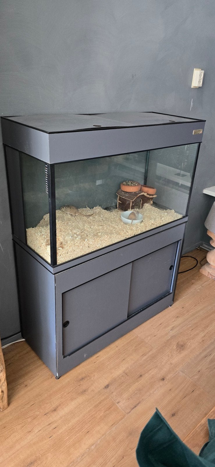 Twee gerbils + verblijf, Dieren en Toebehoren, Knaagdieren, Muis, Mannelijk, Tam, Oktober