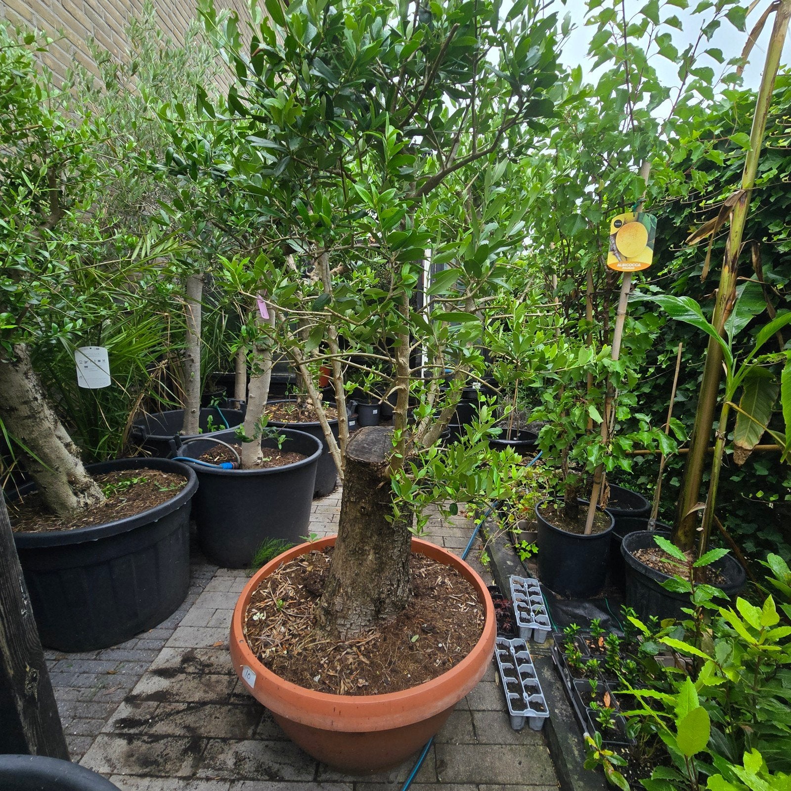 prachtige, volwassen olijfboom (Olea europaea). #4, Tuin en Terras, Planten | Bomen, 100 tot 250 cm, Olijfboom, Zomer, Ophalen