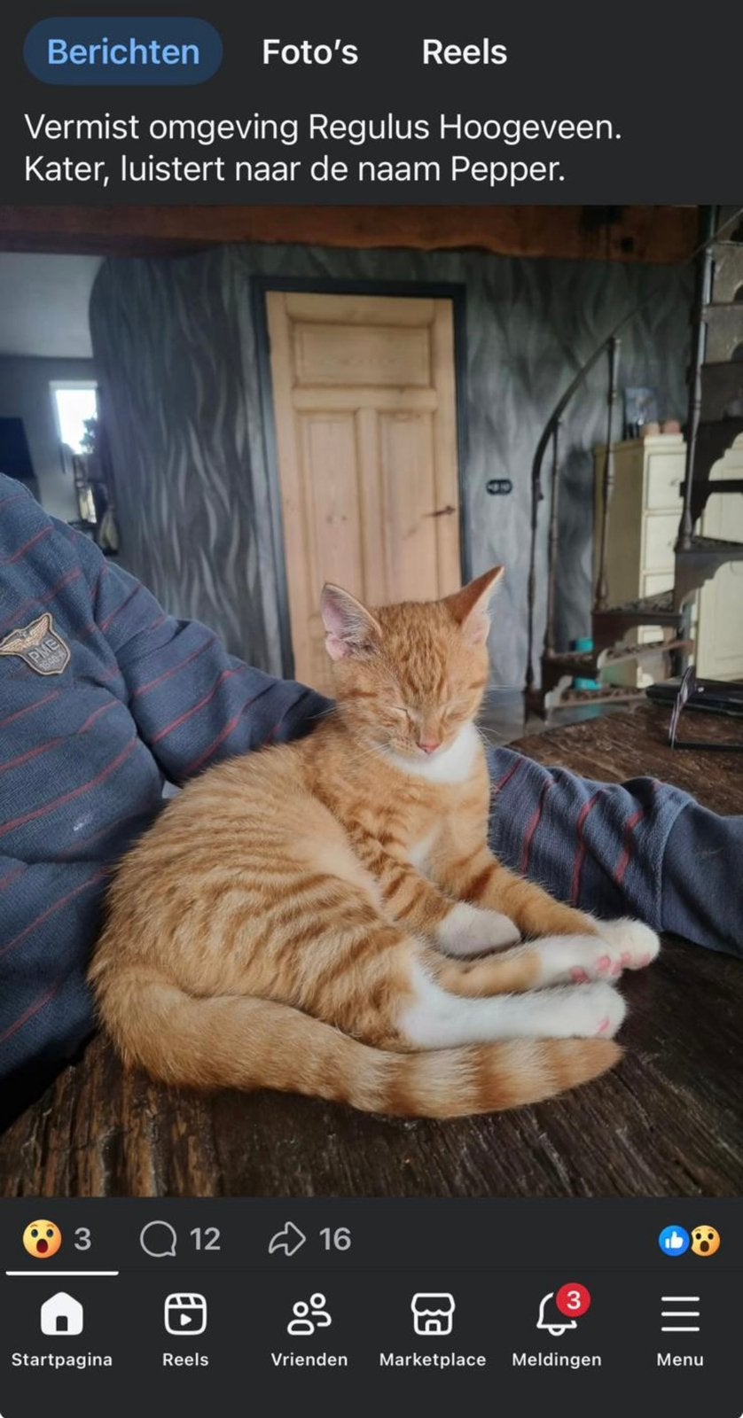Vermist Kater Pepper, Kat