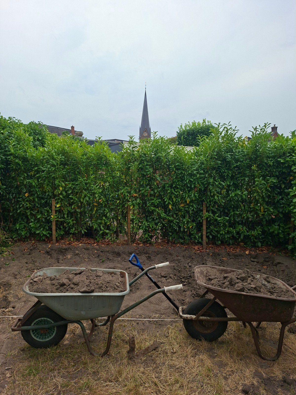 Laurier / Laurierhaag, Ophalen, Laurier, Haag, 100 tot 250 cm