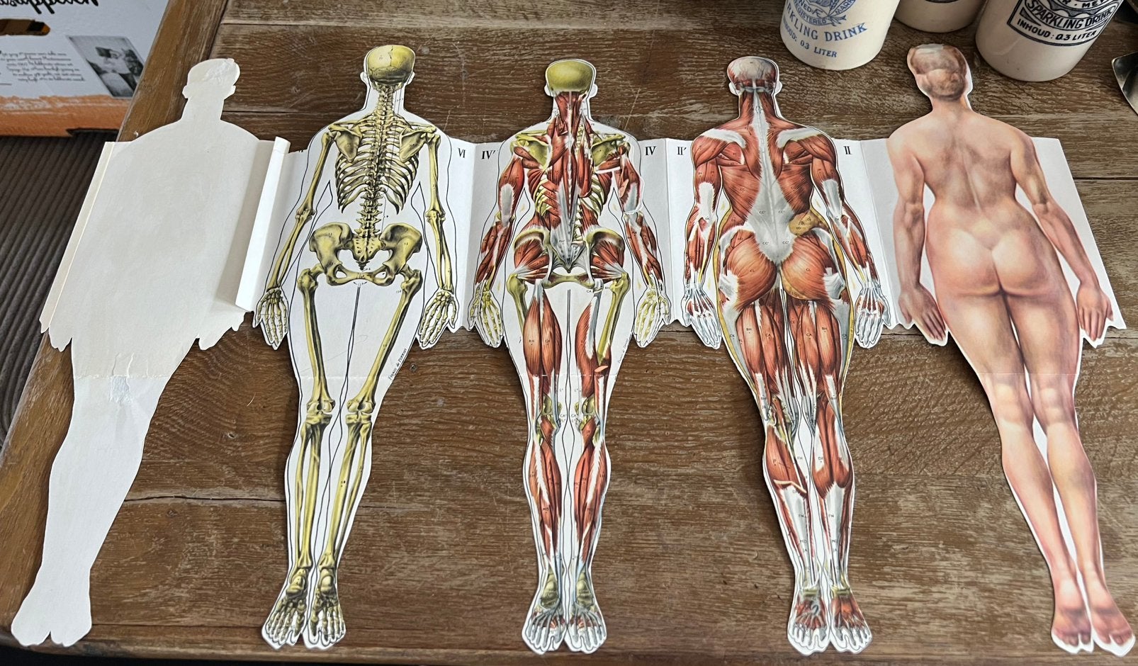 Set Vintage anatomische papieren platen man & vrouw, Ophalen of Verzenden