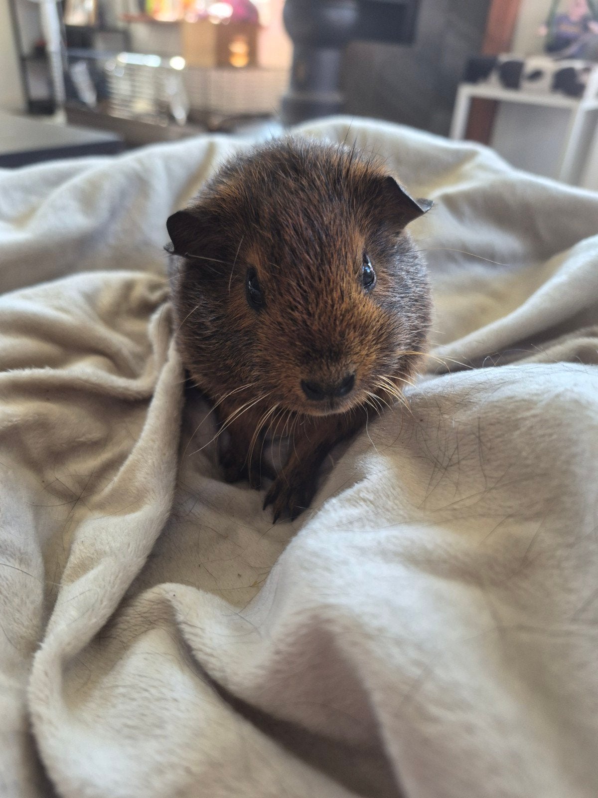 Cavia zeugje te koop, Dieren en Toebehoren, Cavia, Juli, Vrouwelijk, Tam