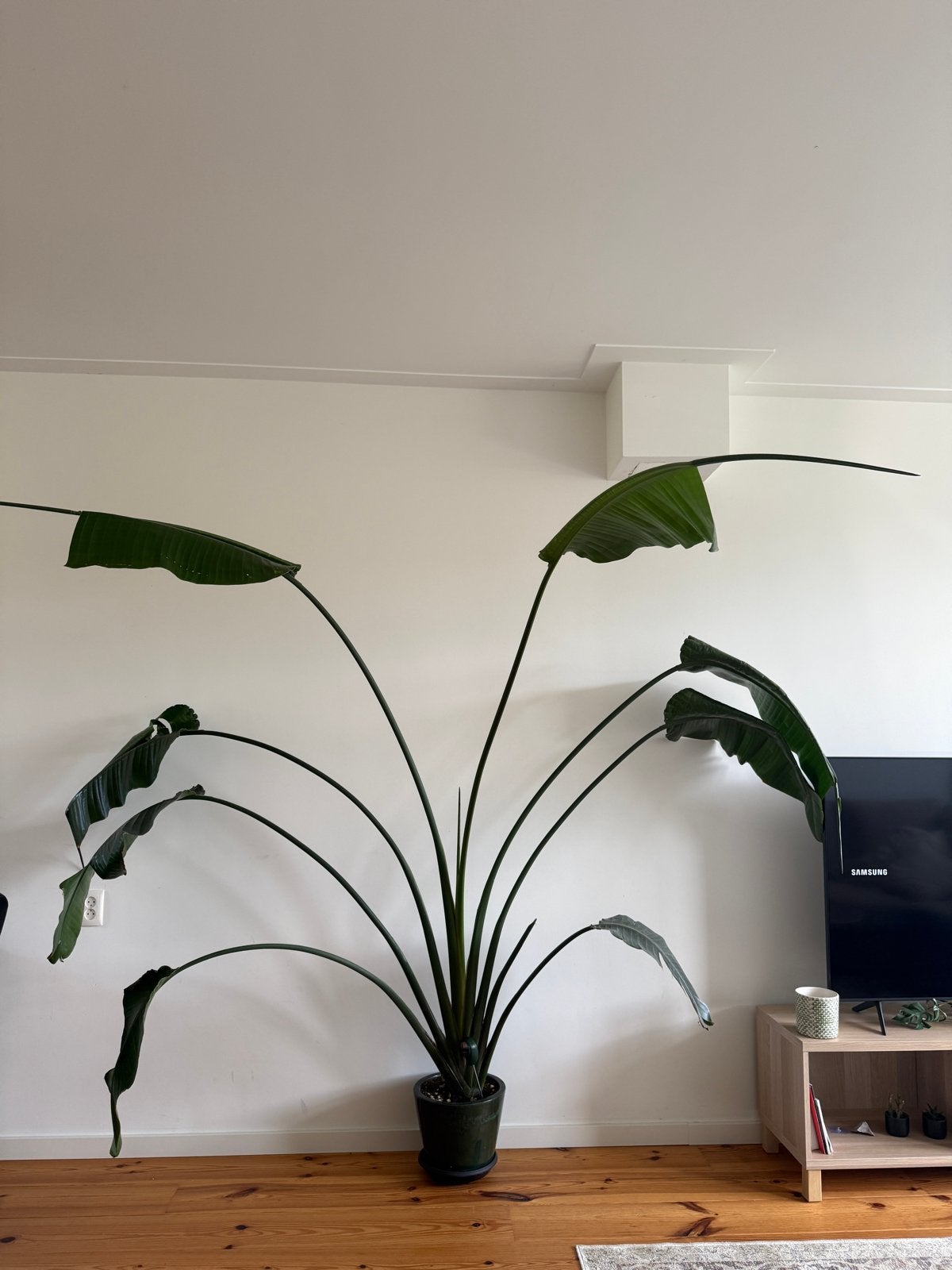 Grote Strelitzia Nicolai - Paradijsvogelplant, Huis en Inrichting, Kamerplanten, Ophalen, 200 cm of meer, Overige soorten, In pot