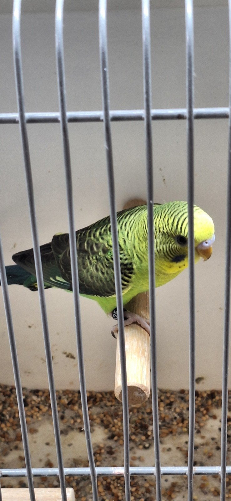 Blackwing man, Dieren en Toebehoren, Vogels | Parkieten en Papegaaien, Mannelijk, Parkiet