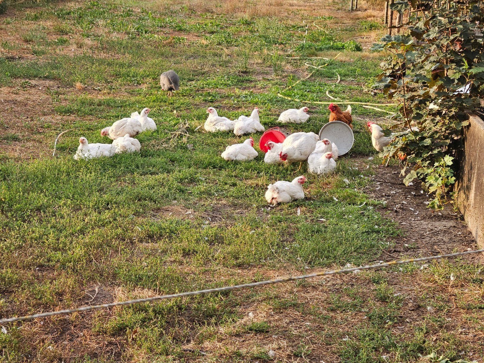 biologische slachthanen uitzoeken 10 euro, Meerdere dieren, Kip