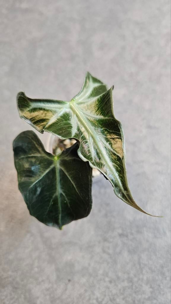 Alocasia Loco, Ophalen of Verzenden, Halfschaduw, Minder dan 100 cm