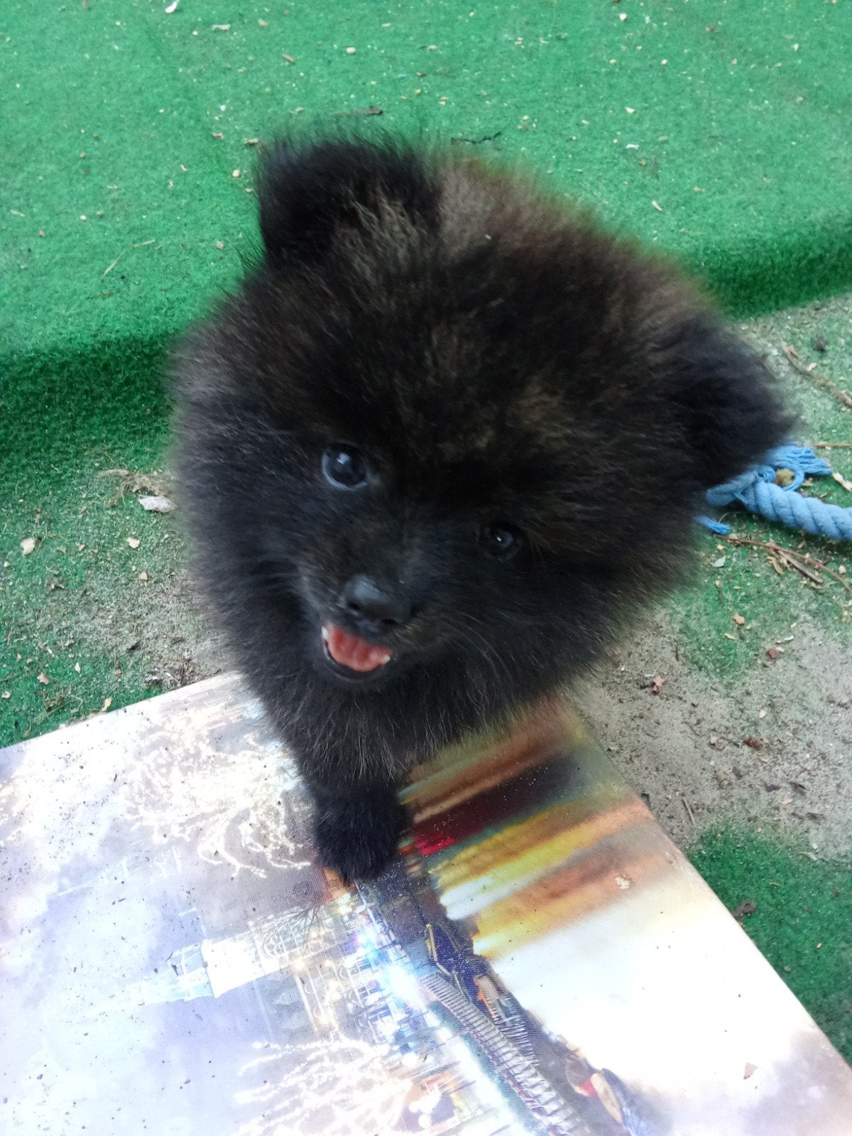 Pomeriaan pups. allen reutjes, Dieren en Toebehoren, Honden | Poolhonden, Keeshonden en Oertypen, Keeshond, 8 tot 15 weken, Parvo