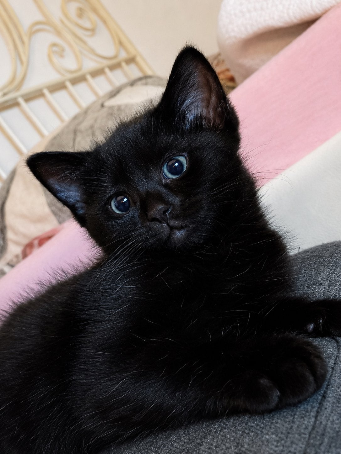 Nog 1 zwarte ras kitten te koop! Ophalen Bergeijk, Dieren en Toebehoren, Kater, Kortharig, 0 tot 2 jaar