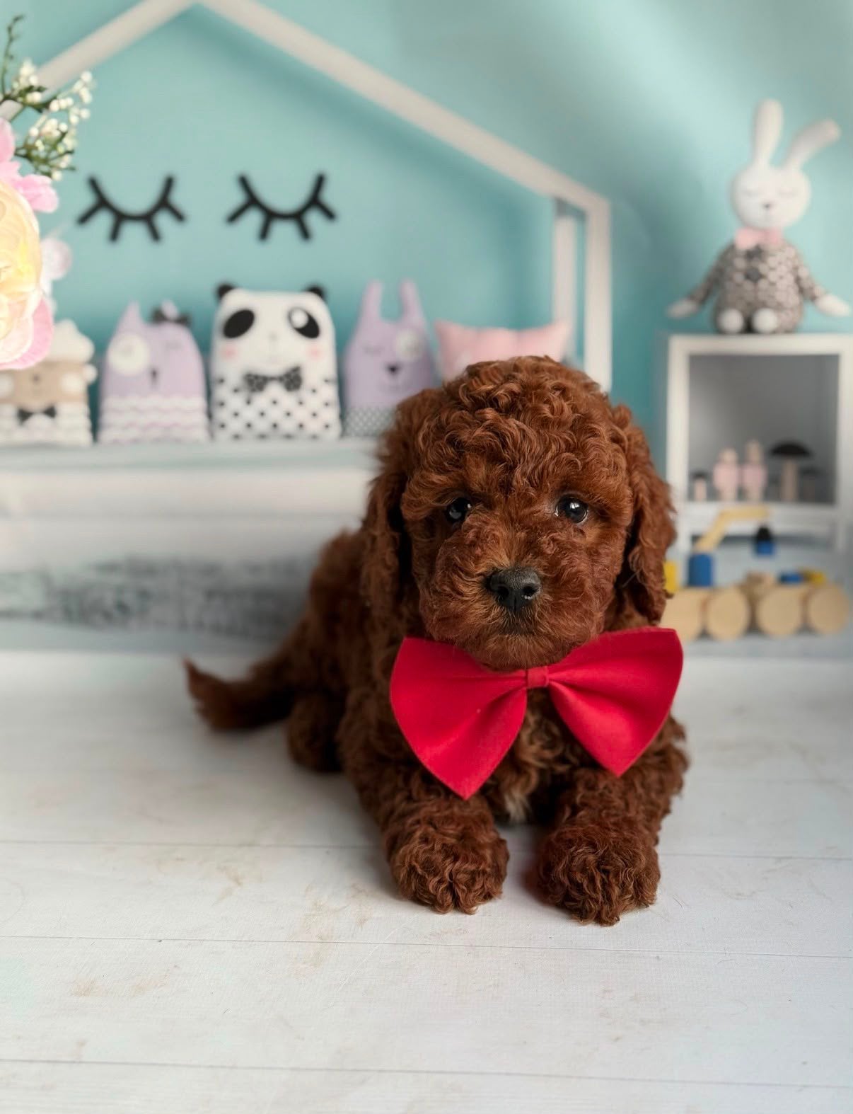 Toy Poodel | Toy Poodle Max, Poedel, Reu, 8 tot 15 weken, Parvo