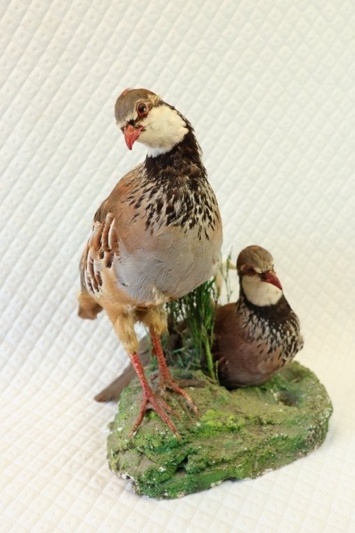 Taxidermie - koppel rode patrijzen, Ophalen of Verzenden, Gebruikt, Vogel, Opgezet dier