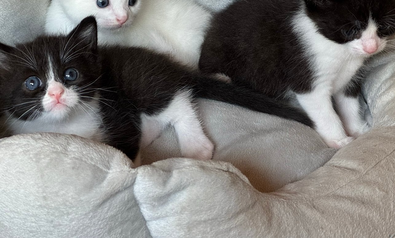 2lieve zwart-witte katertjes zoeken straks een warm huisje, Dieren en Toebehoren, Katten en Kittens | Overige Katten, Kater, 0 tot 2 jaar