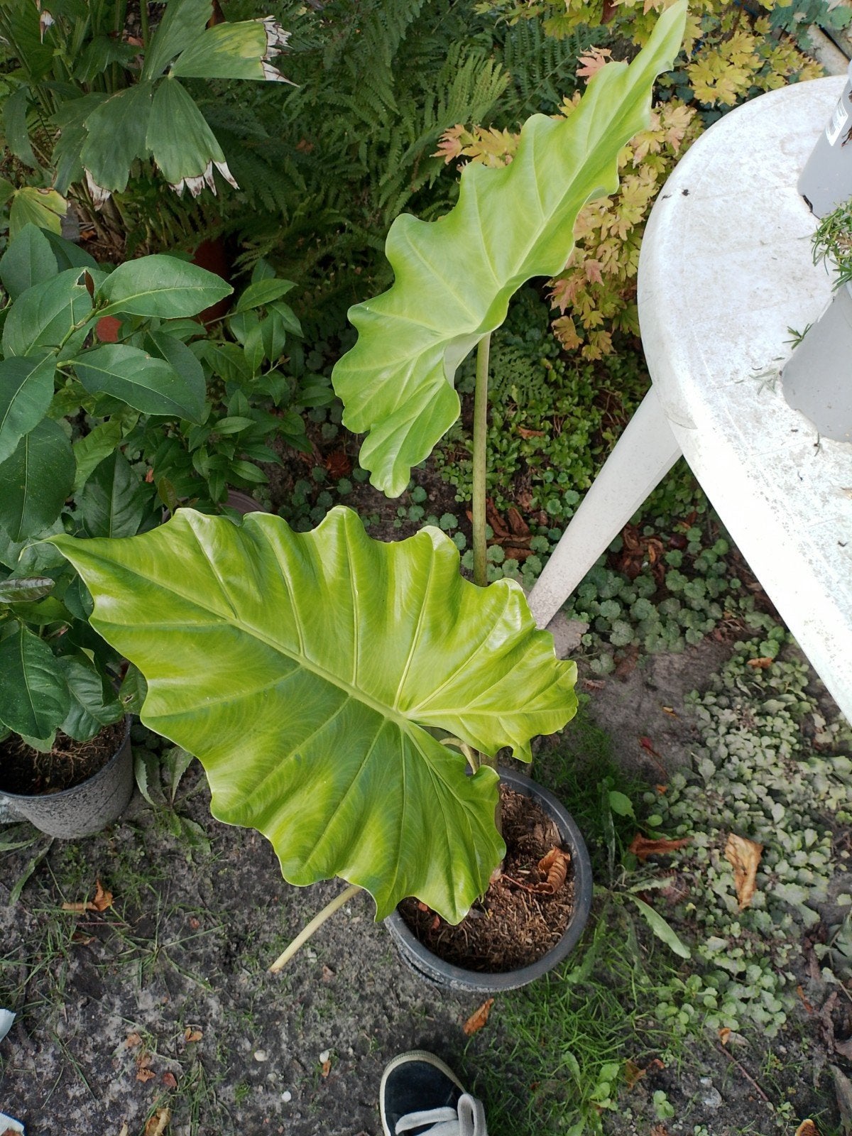 Alocasia portadora te koop, Ophalen, Halfschaduw, Minder dan 100 cm