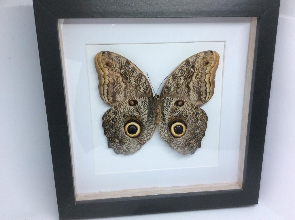 vlinder Caligo Brasilsiensis, Ophalen of Verzenden, Nieuw, Insect, Opgezet dier