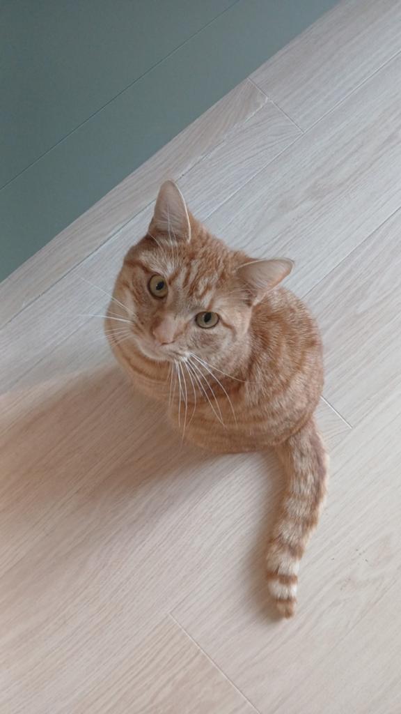 Tweejarige rode kater (gecastreerd/gechipt), Dieren en Toebehoren, Katten en Kittens | Overige Katten, Kater