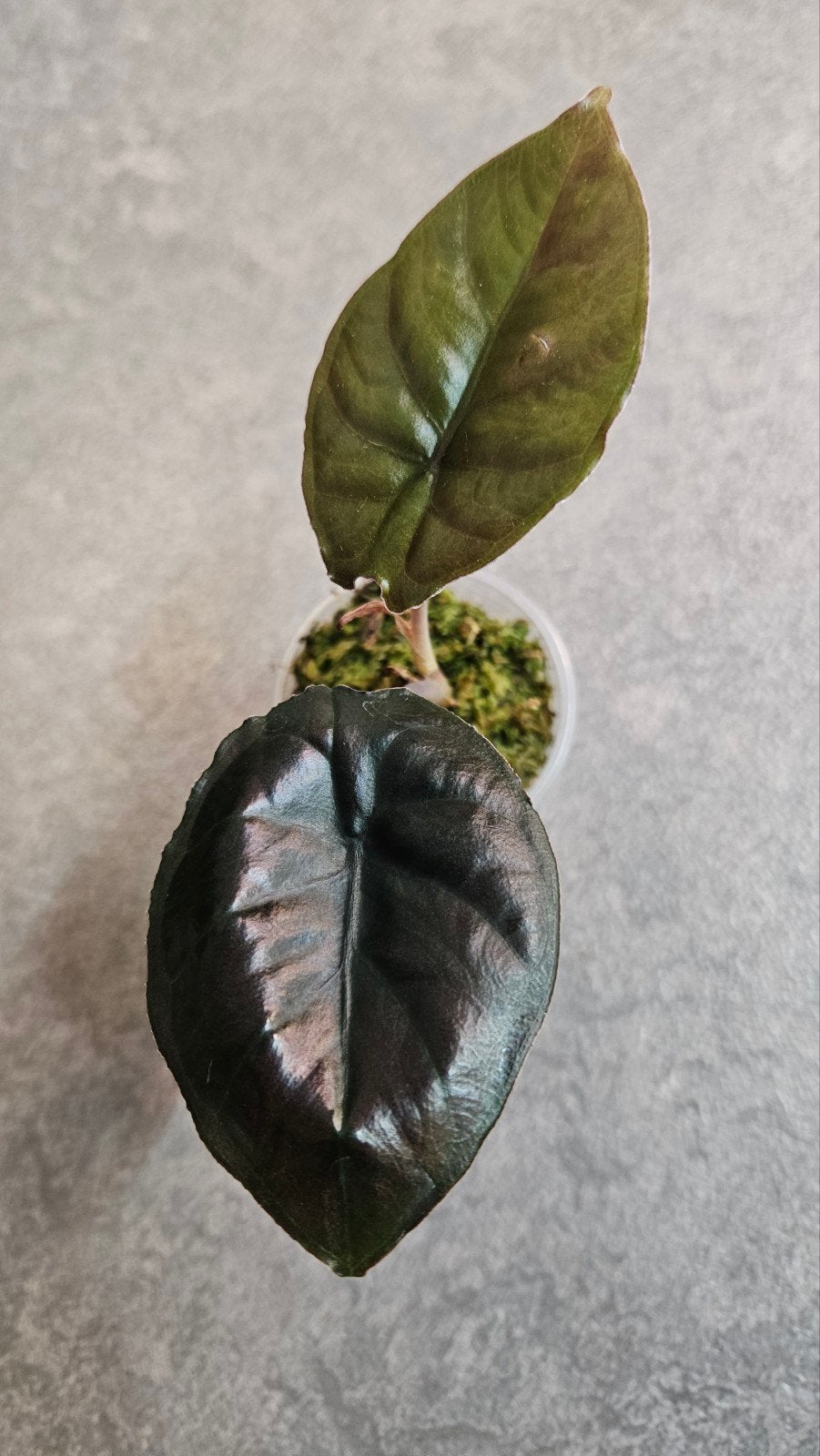 Alocasia Infernalis Kapit Black Magic, Ophalen of Verzenden, Halfschaduw, Minder dan 100 cm