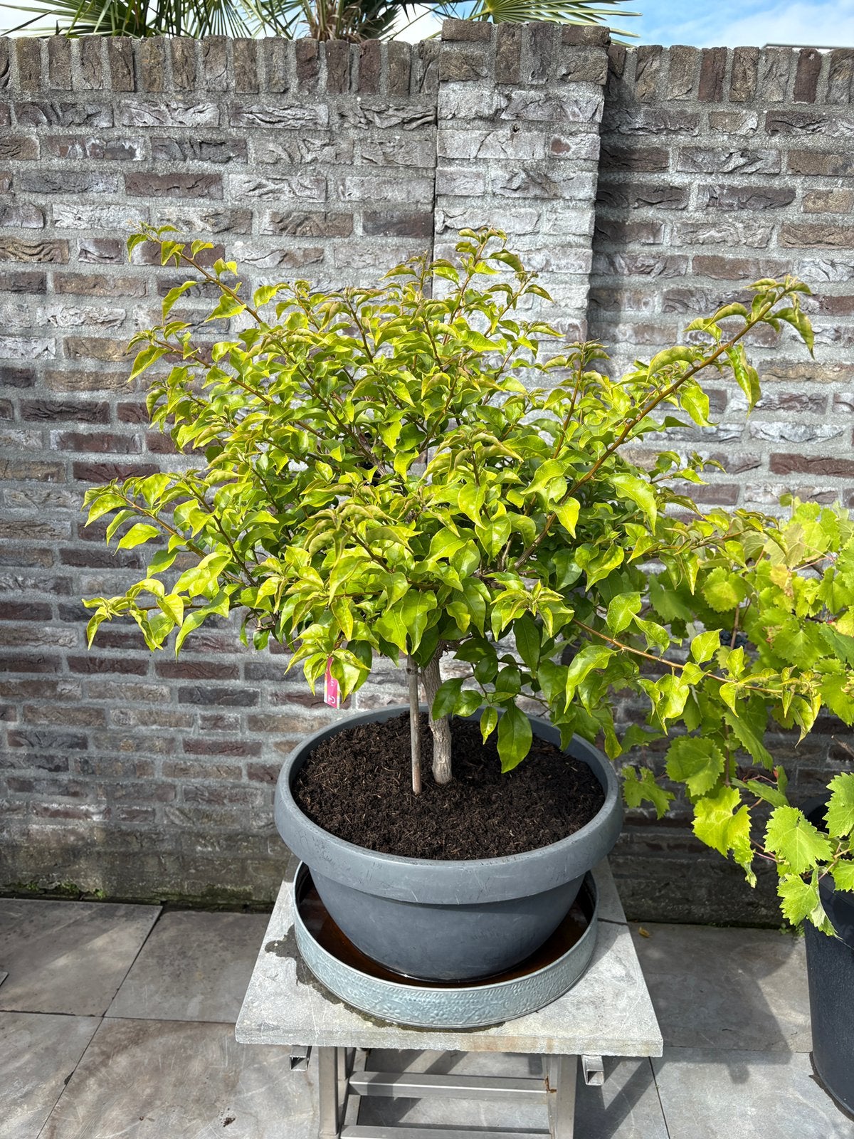 Prachtige oude grote bonsai lijkende bougainvillea in schaal, Volle zon, Vaste plant, Zomer, Ophalen