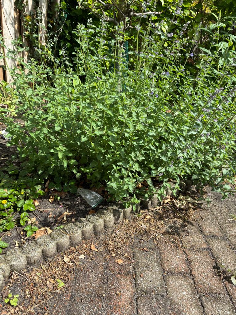 Gratis Betonnen palissade border 25cm en 20cm hoog, Ophalen of Verzenden, Minder dan 100 cm