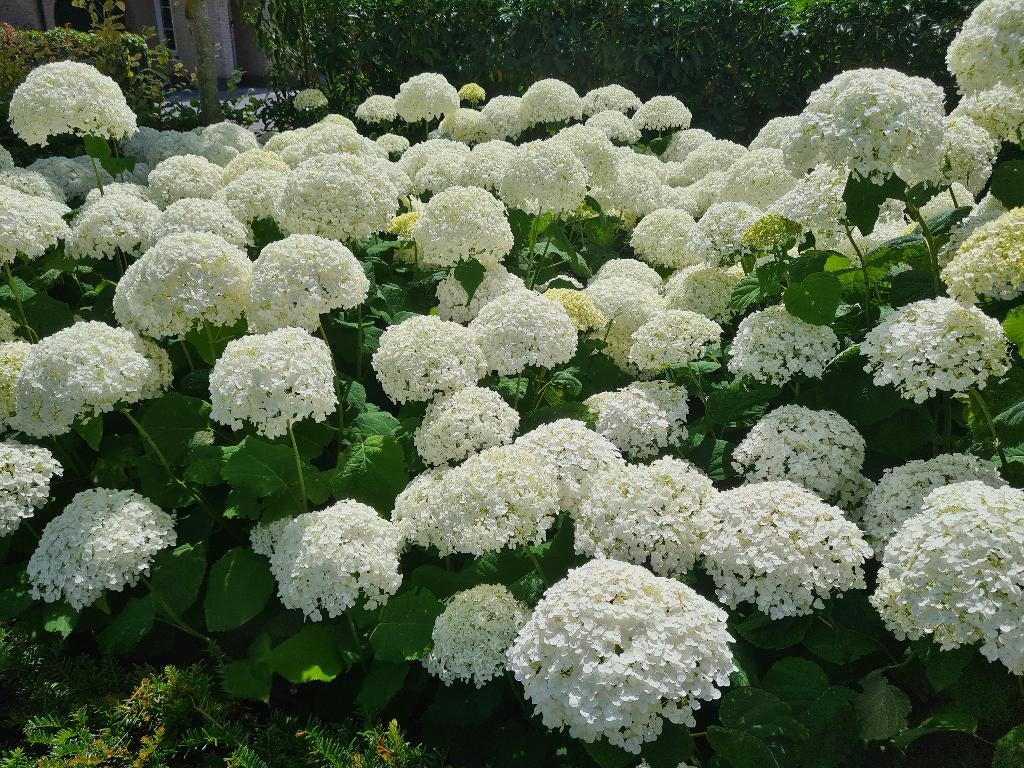 Hortensia Annabelle, Tuin en Terras, Planten | Struiken en Hagen, Struik, Hortensia, Minder dan 100 cm, Ophalen of Verzenden