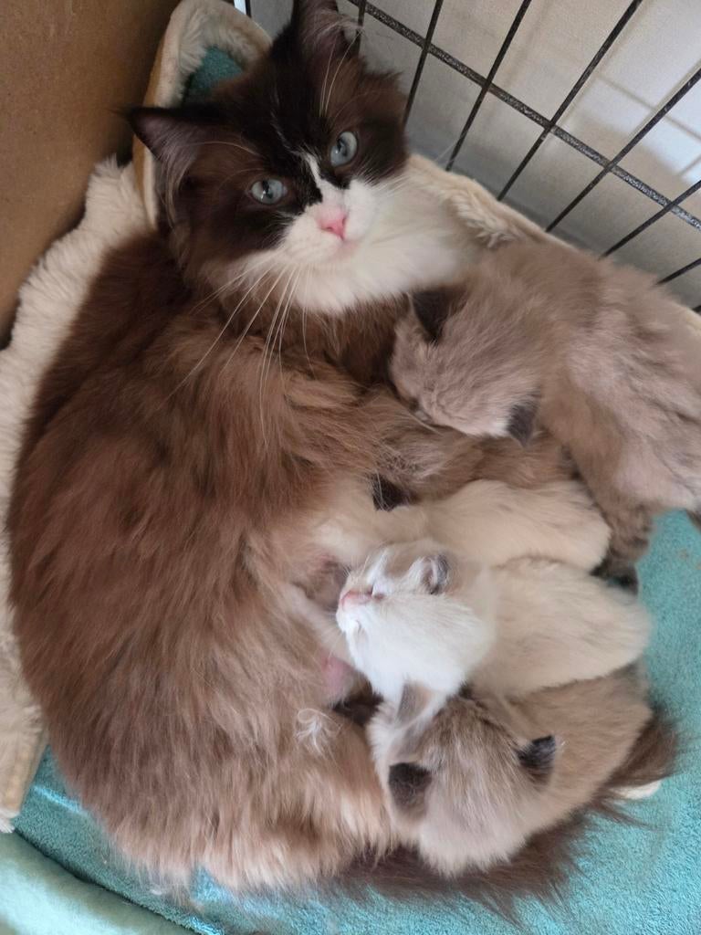 Ragdoll kittens, Dieren en Toebehoren, Katten en Kittens | Raskatten | Langhaar, Meerdere dieren, Gechipt