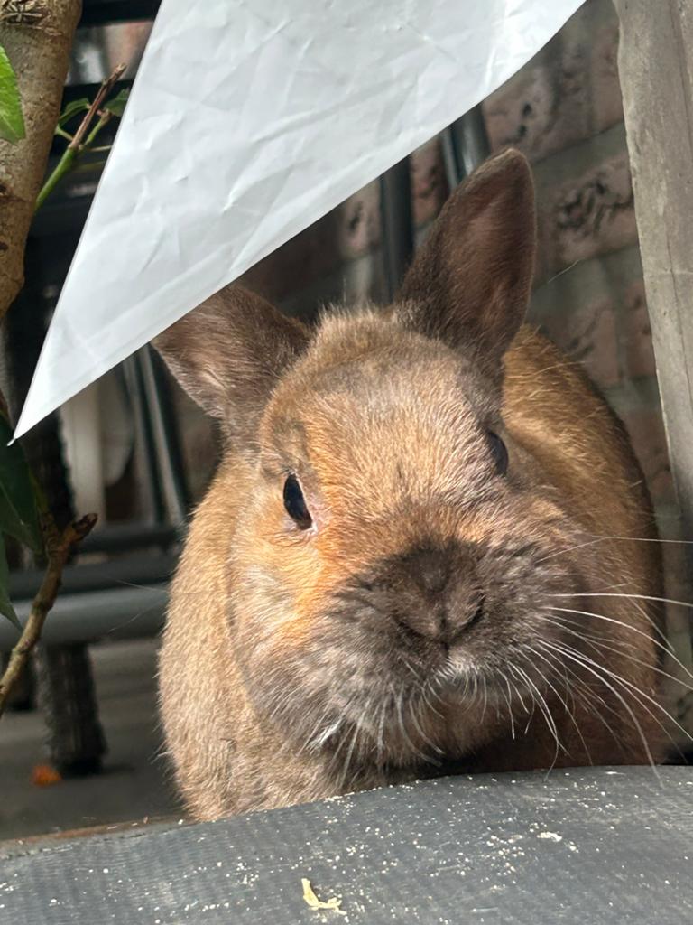 Leuk bruin konijn te koop, Dieren en Toebehoren, Konijnen, Mannelijk, Klein, 3 tot 5 jaar
