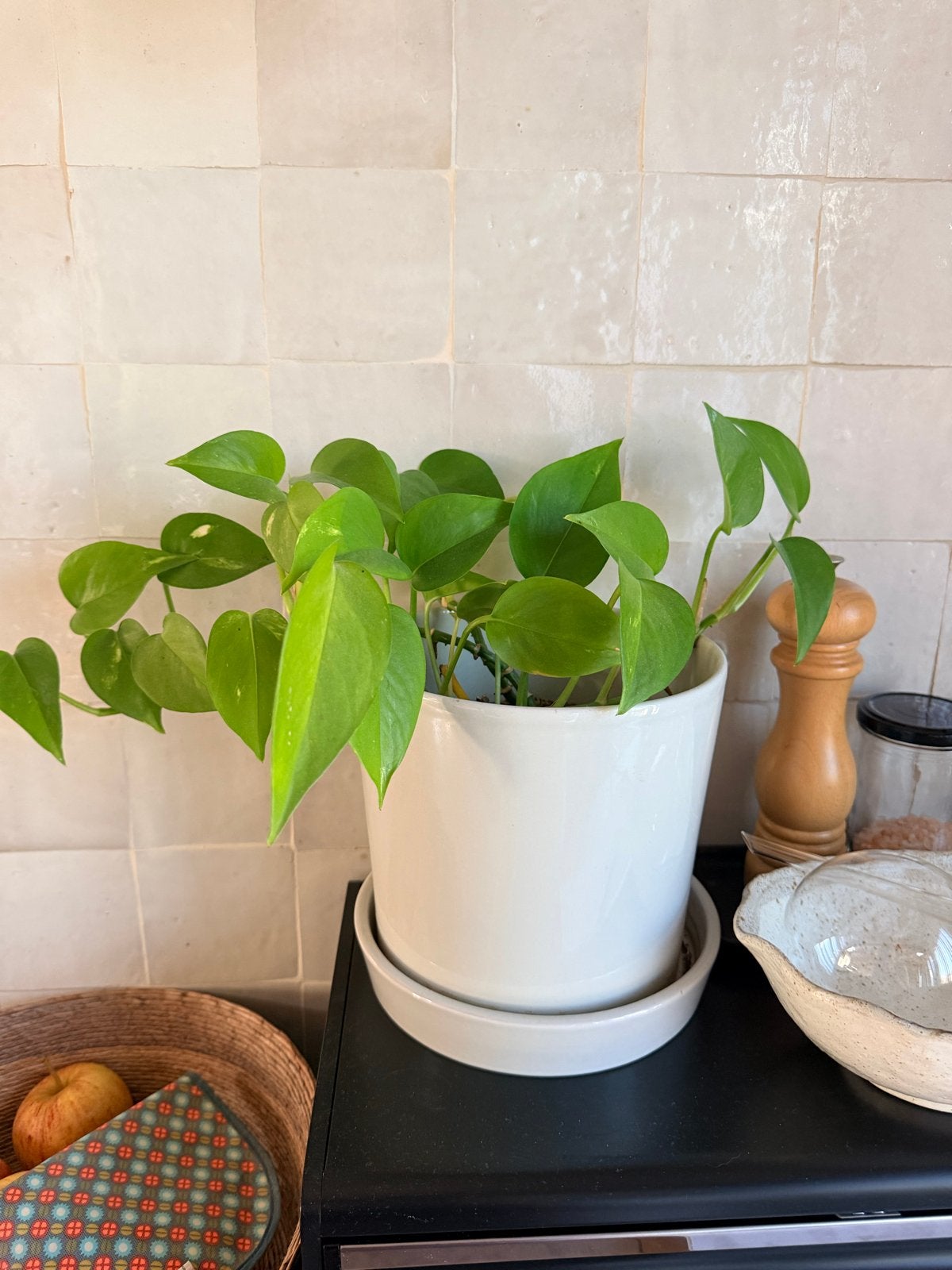 Gezonde en mooie kamerplant, Huis en Inrichting, Kamerplanten, Ophalen, Overige soorten, Halfschaduw, In pot