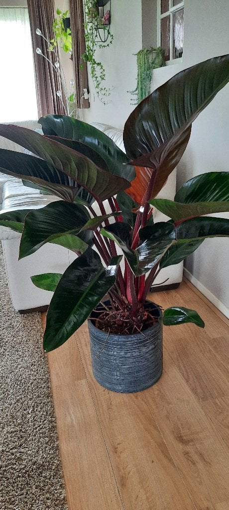 Philodendron Rojo Congo GROTE PLANT, Ophalen, Halfschaduw, 100 tot 150 cm