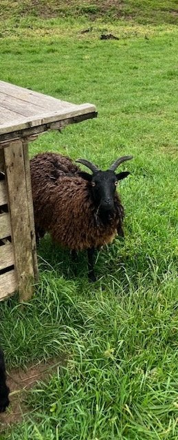 ouessant  ooitje     2024, Dieren en Toebehoren, Vrouwelijk, Schaap, 0 tot 2 jaar