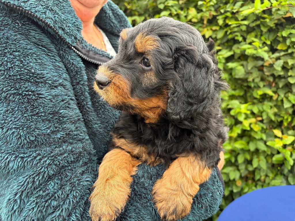 labradoedle pups, Dieren en Toebehoren, CDV (hondenziekte), 8 tot 15 weken, Meerdere, Meerdere dieren