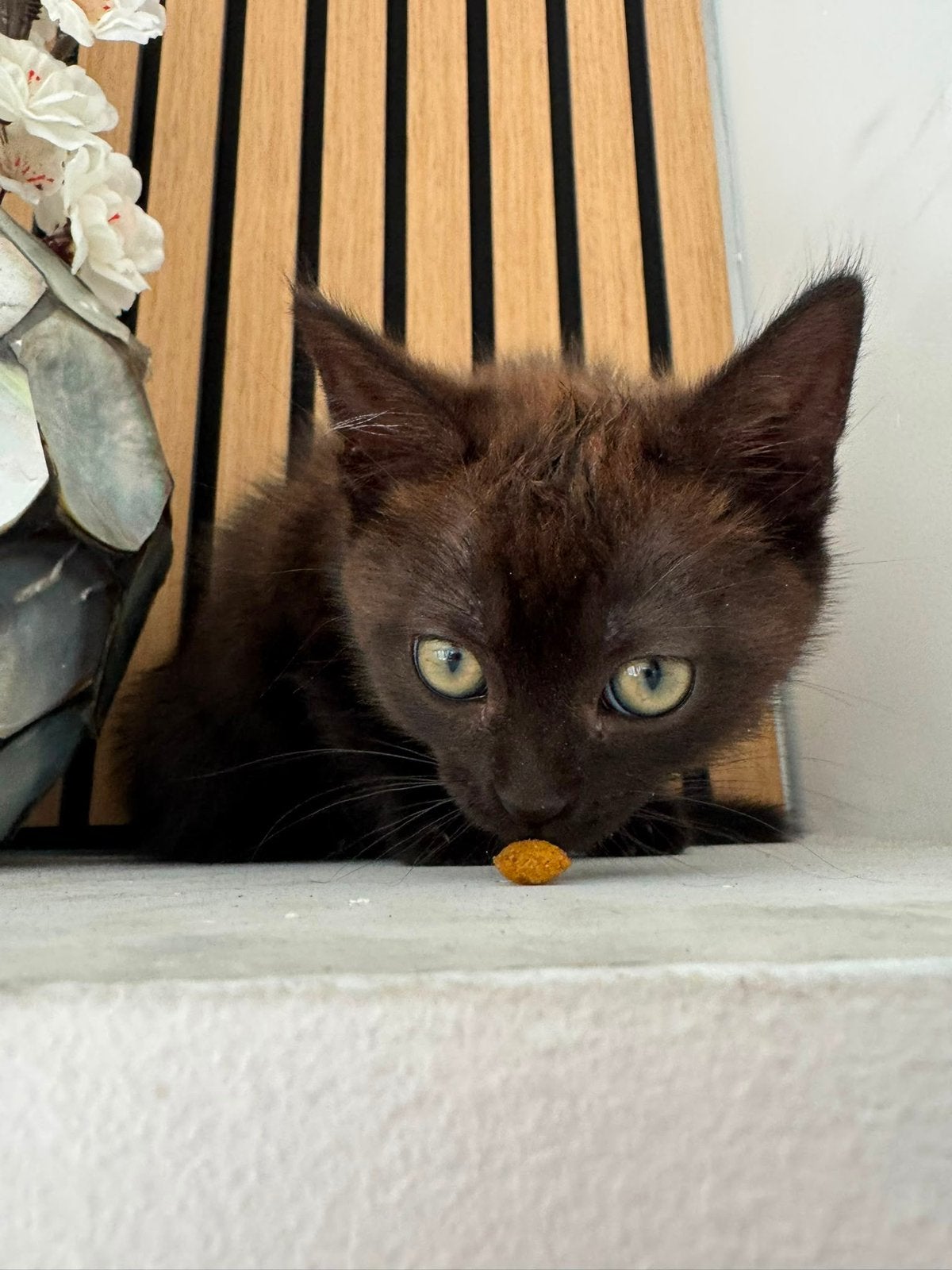 Kitten Britse korthaar x siamees, Poes, 0 tot 2 jaar