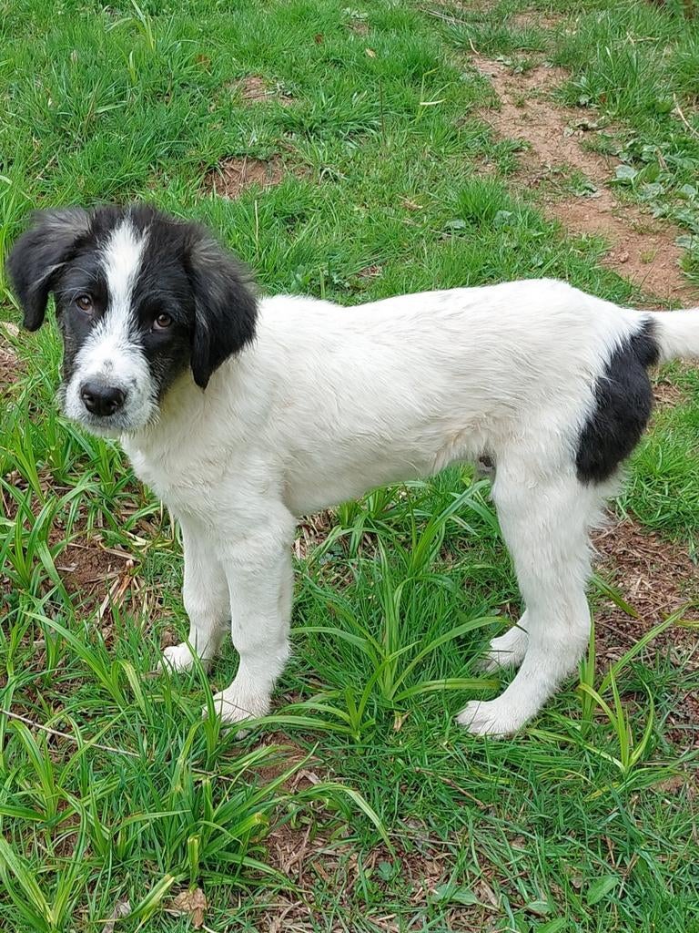 Alex is ter adoptie!, Dieren en Toebehoren, Honden | Niet-rashonden, 15 weken tot 1 jaar, Handelaar, Buitenland, Parvo