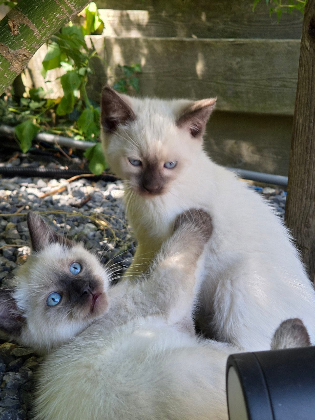 ♡ nog 2 ragdoll maine coon x  kittens  ♡, Dieren en Toebehoren, Meerdere dieren, Ontwormd, 0 tot 2 jaar