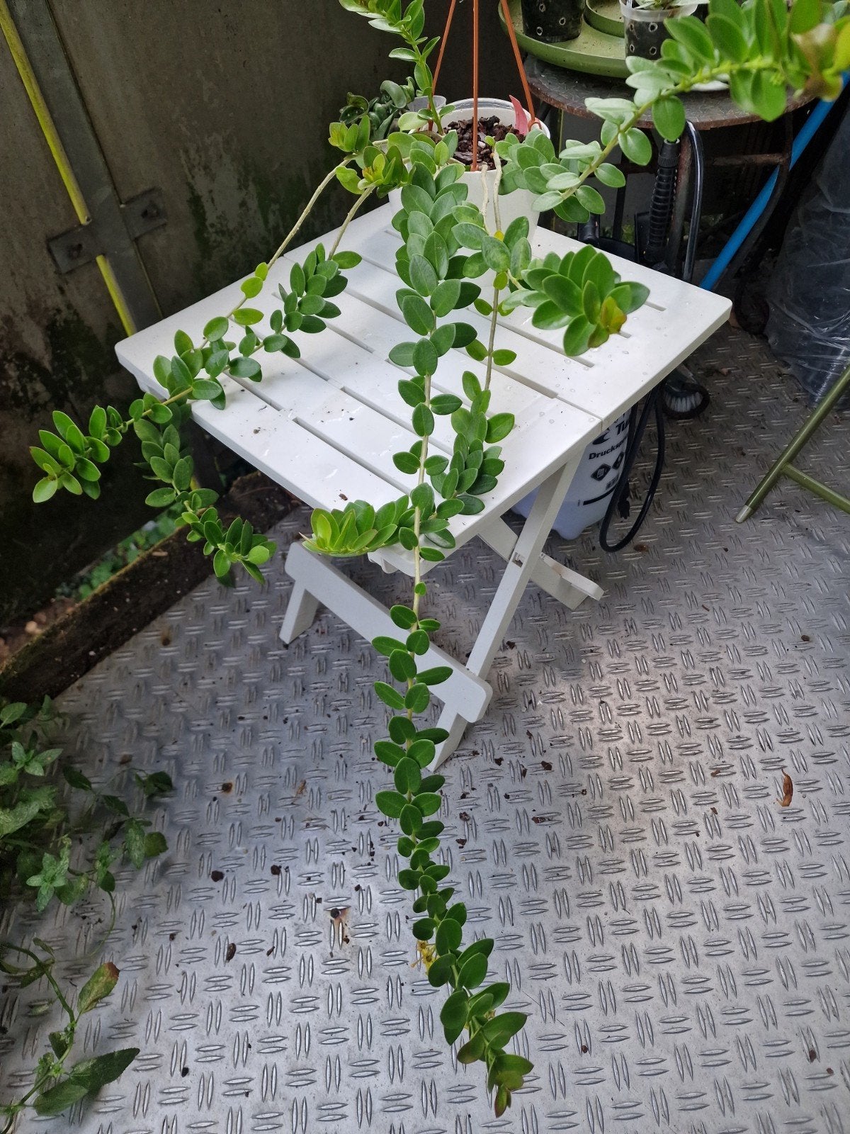 Hoya Cummingiana met bloemen., Ophalen, Overige soorten, Volle zon