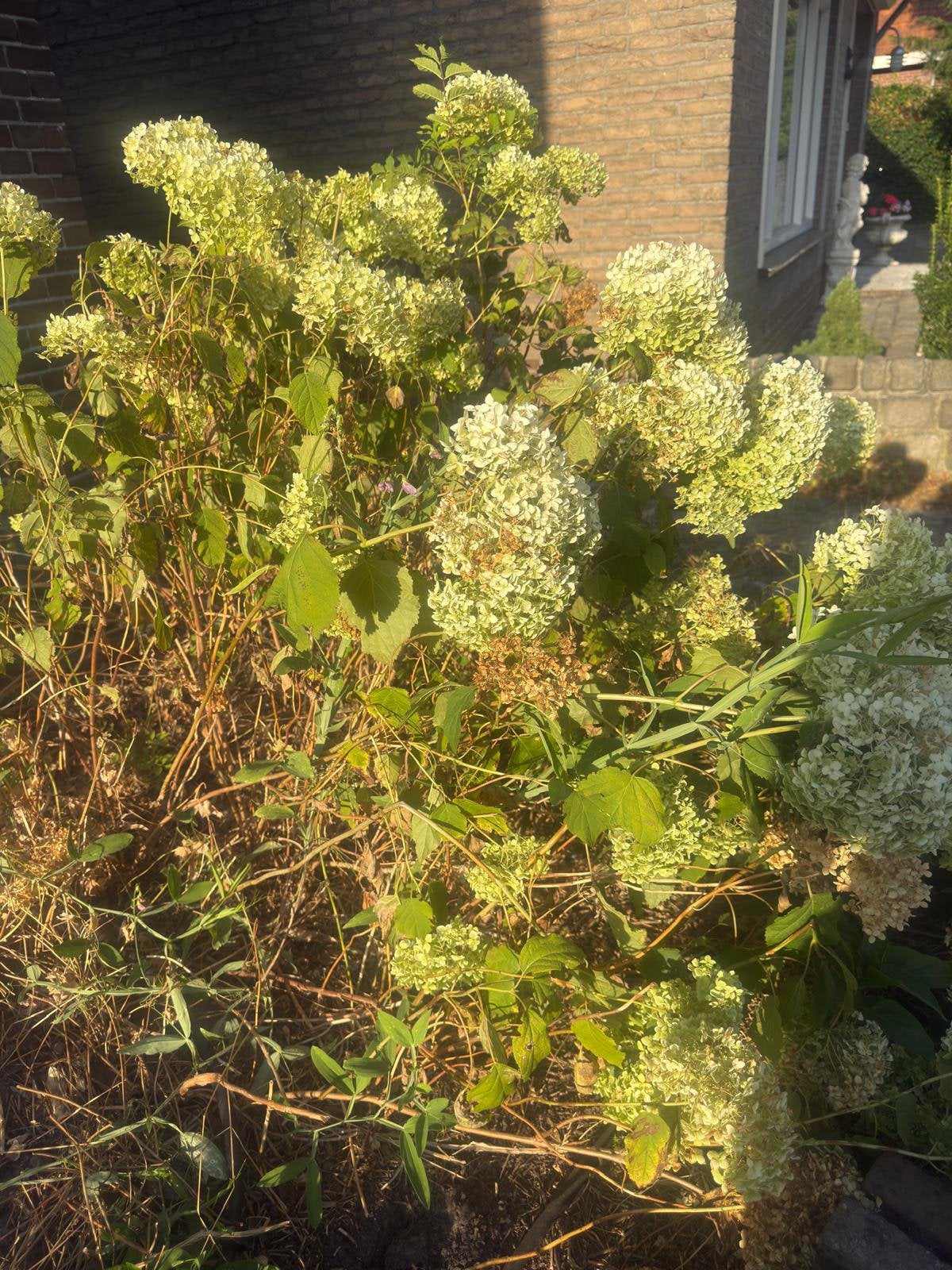 Witte hortensia, Tuin en Terras, Ophalen, Hortensia, Minder dan 100 cm