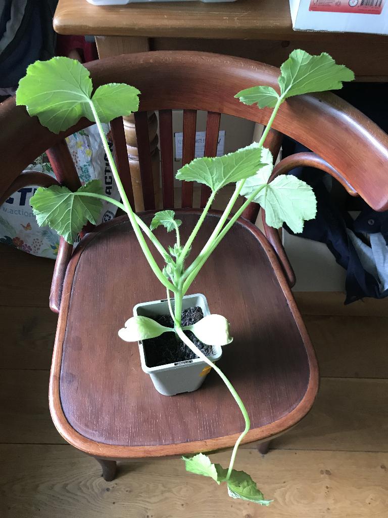 Rode Pompoen, Tuin en Terras, Planten | Tuinplanten, Ophalen, Eenjarig, Overige soorten, Volle zon