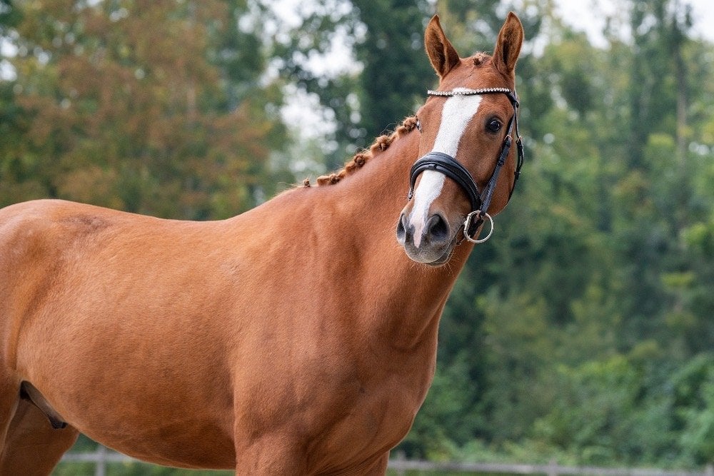 4-jarige ruin van Hitmaker, Met stamboom, Ruin, Dressuurpaard, 3 tot 6 jaar