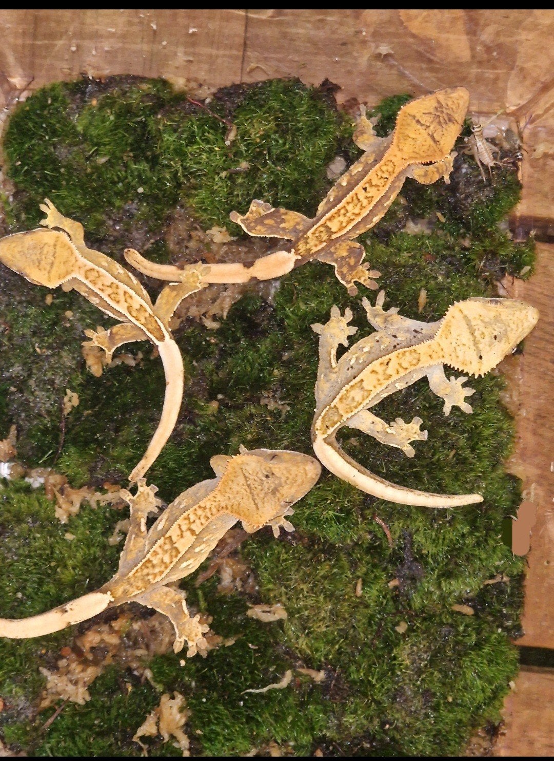 wimpergekko (Correlophus ciliatus), Hagedis, 0 tot 2 jaar