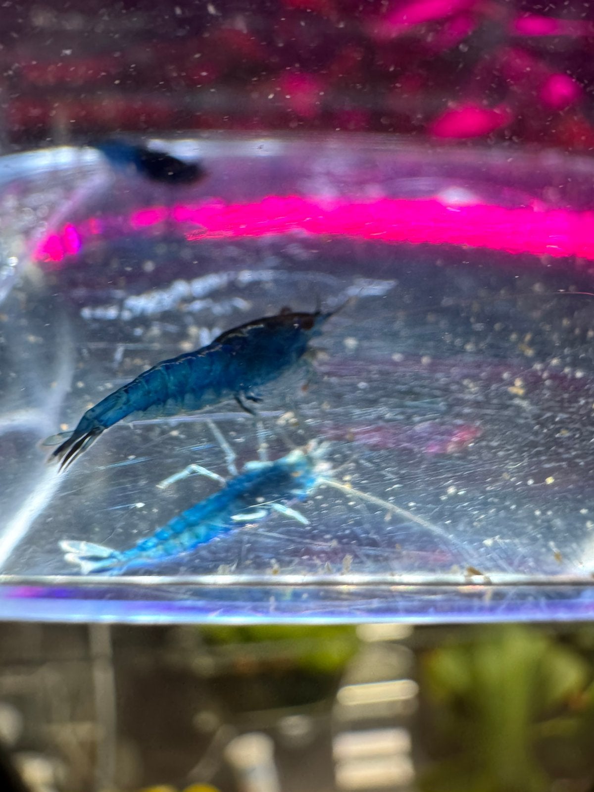 Blue Rili garnalen – €3,25 per stuk / 10 voor €30, Dieren en Toebehoren, Kreeft, Krab of Garnaal