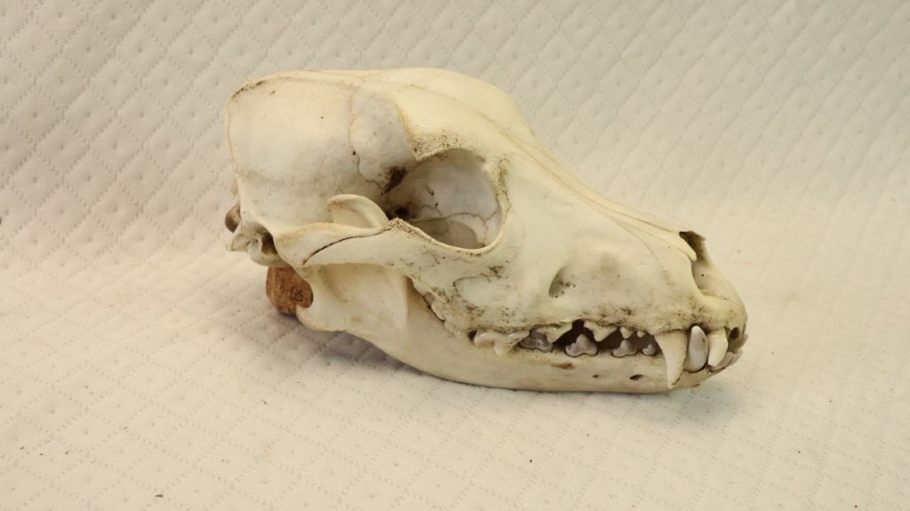 Taxidermie schedel vos, Ophalen of Verzenden, Gebruikt, Wild dier, Schedel