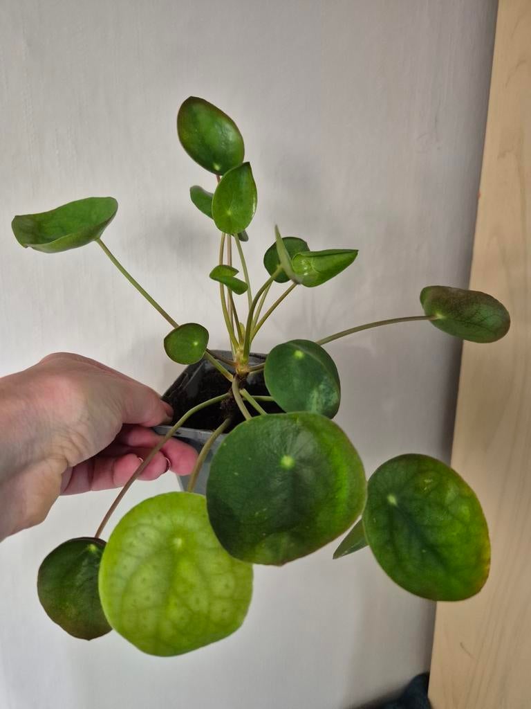 Pannenkoekenplantjes, Ophalen, Halfschaduw, Minder dan 100 cm