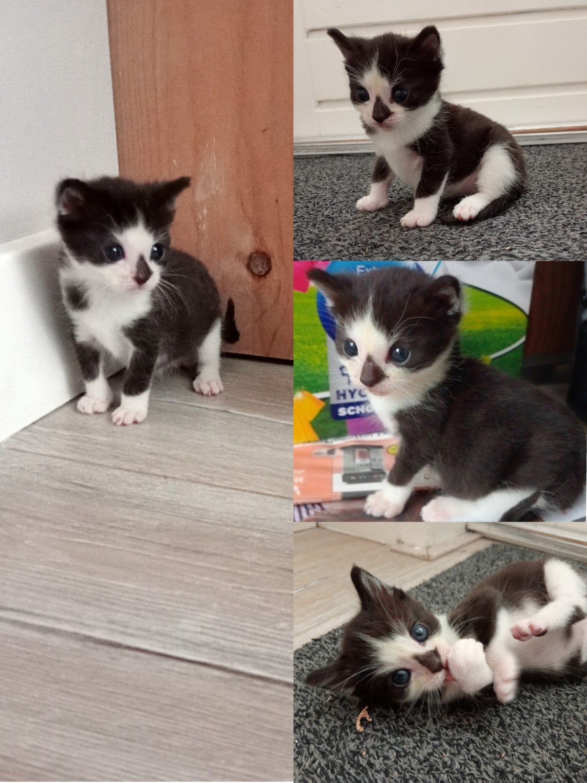 Foto 6 van z.s.m. weg nog 1. Leuke unieke kittens vn Siamese moederpoes