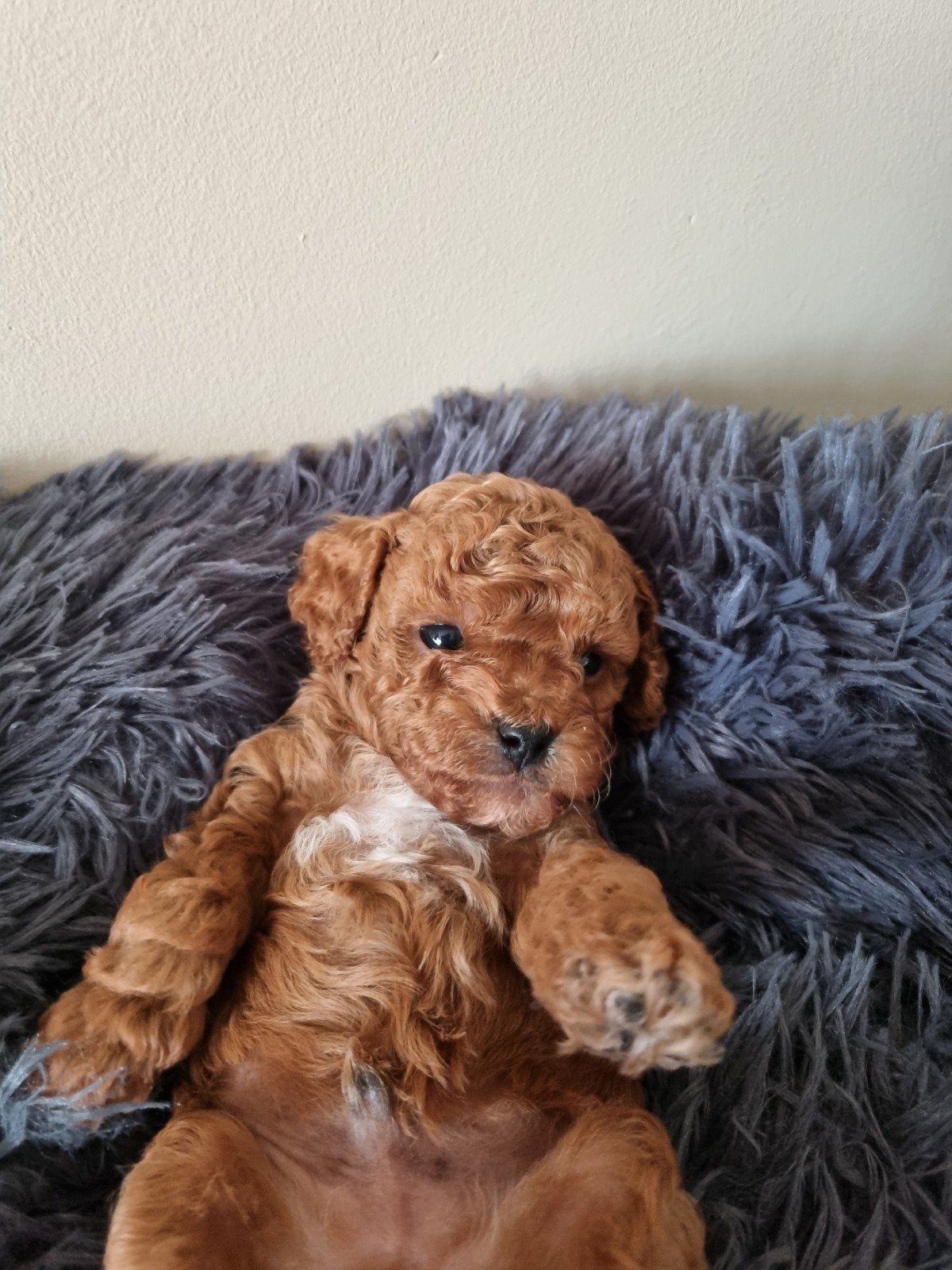 Prachtige Toy poedel pups, Dieren en Toebehoren, Poedel, Parvo, 8 tot 15 weken, Meerdere