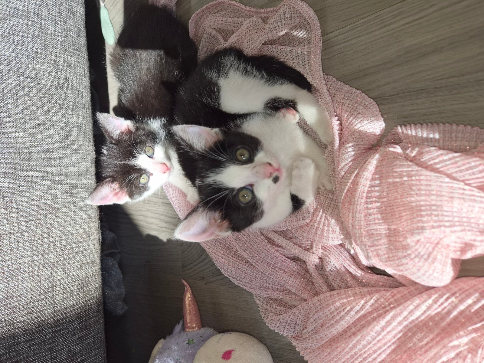 kittens, Meerdere dieren