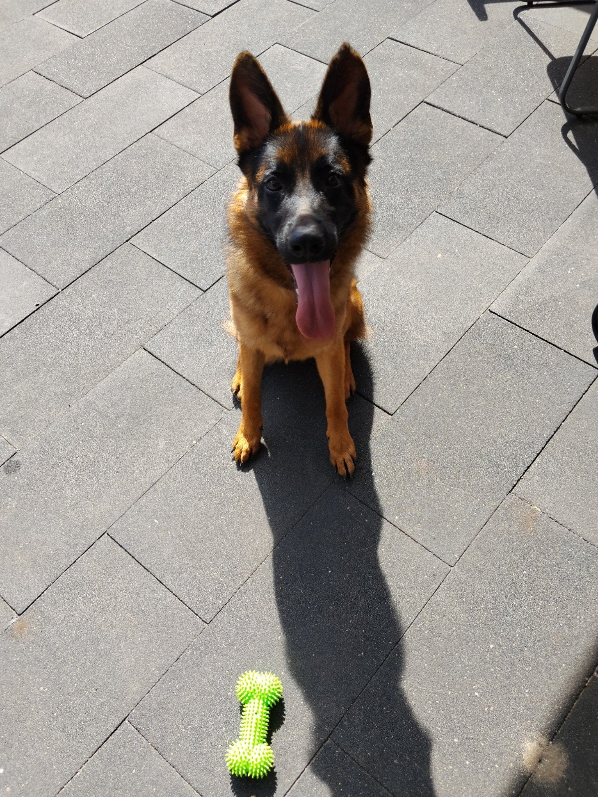 Duitse herder, Dieren en Toebehoren, 15 weken tot 1 jaar, Reu, Eén hond, Herder
