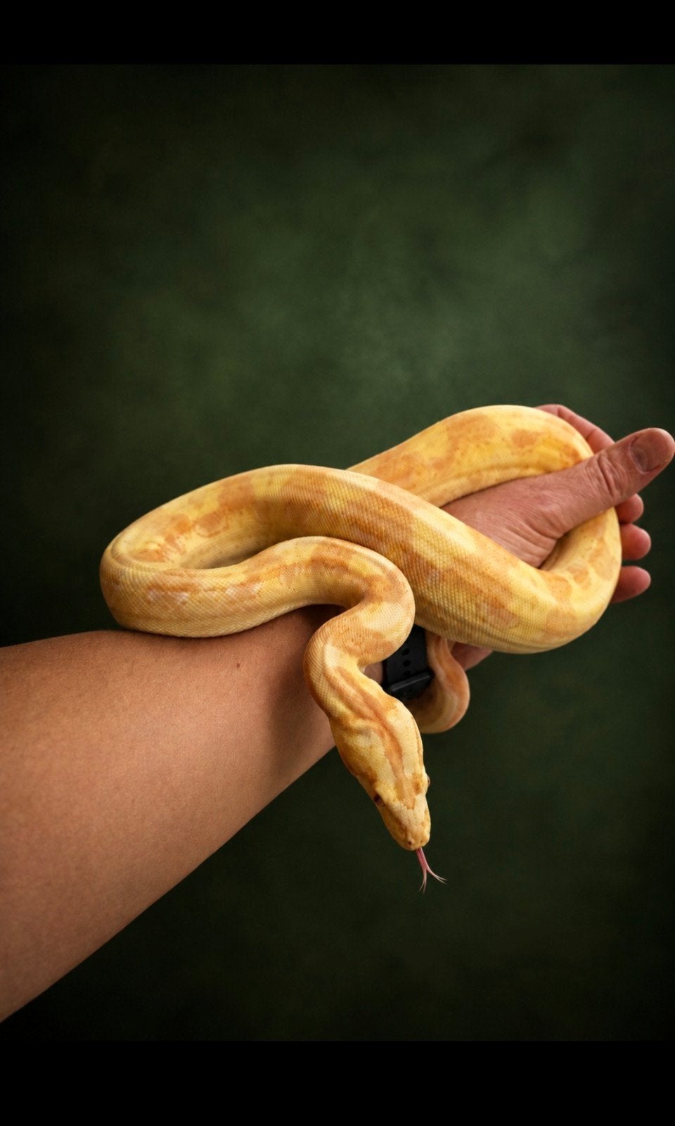 Boa Constrictor Sunglow Motley IMG het Anery, Slang, Tam, 0 tot 2 jaar